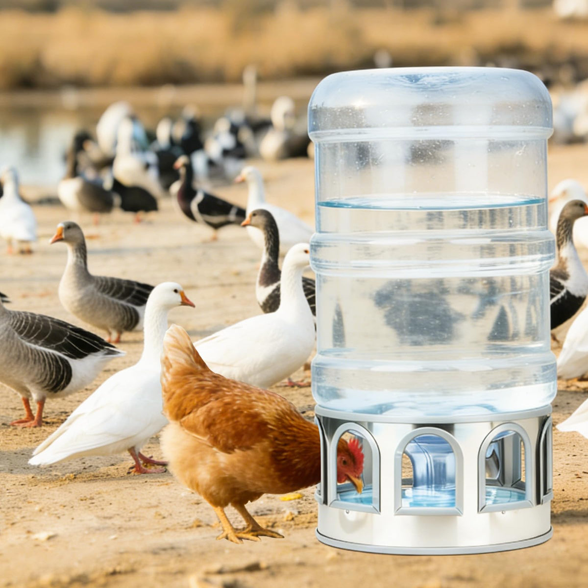 5 Gallon Stainless Steel Poultry Waterer Base with 9 Guarded Drinking Ports K2046