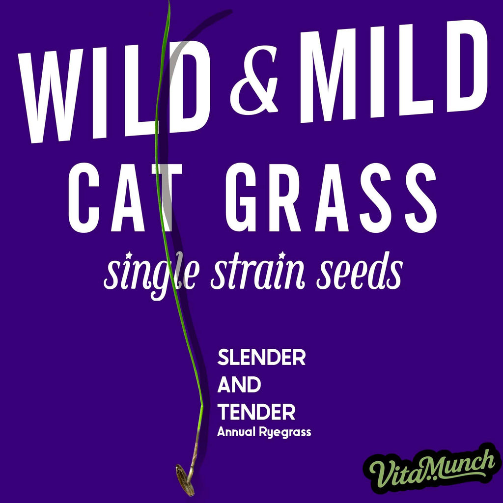 Cat Grass Seed 24 Pots 6 Days Non-GMO U288660