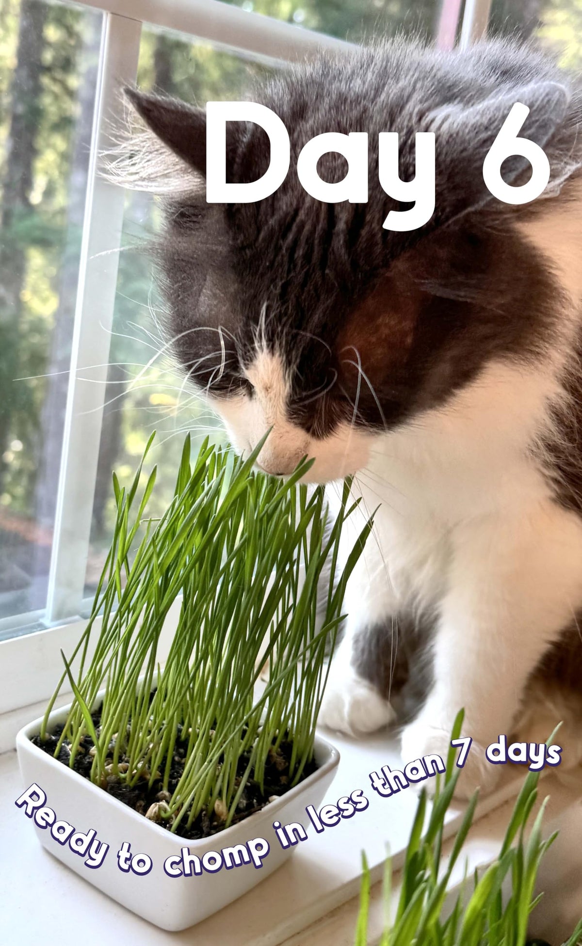 Cat Grass Seed 24 Pots 6 Days Non-GMO U288660