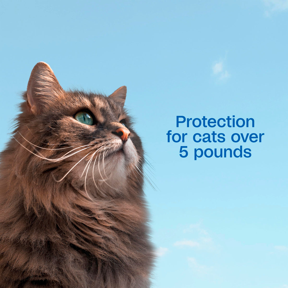 Flea and Tick Prevention Spot On for Cats 3 Pack O810130