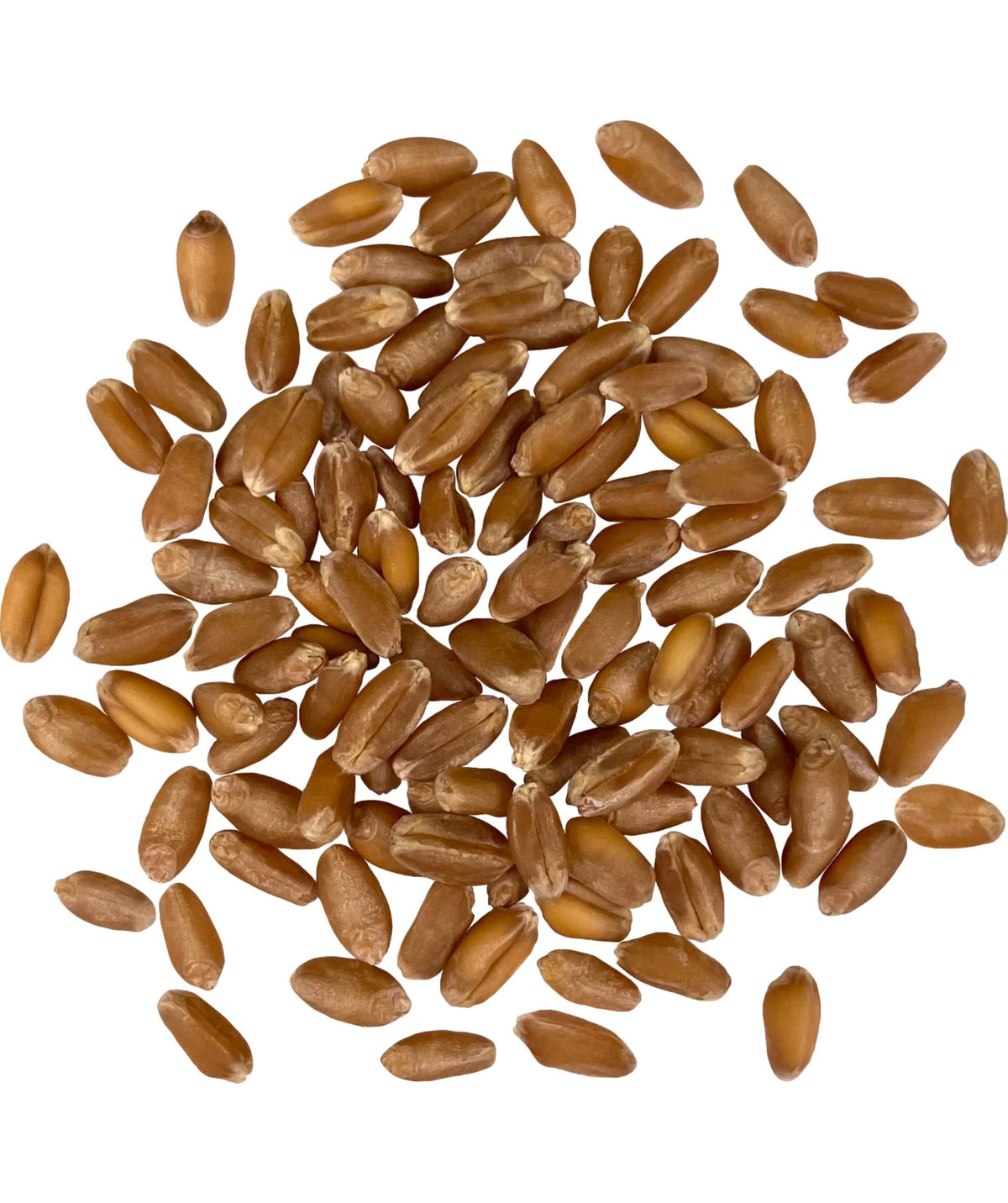 Hard Red Winter Wheat Berries 25 LBS Bag Sproutable Non-GMO Kosher X478239