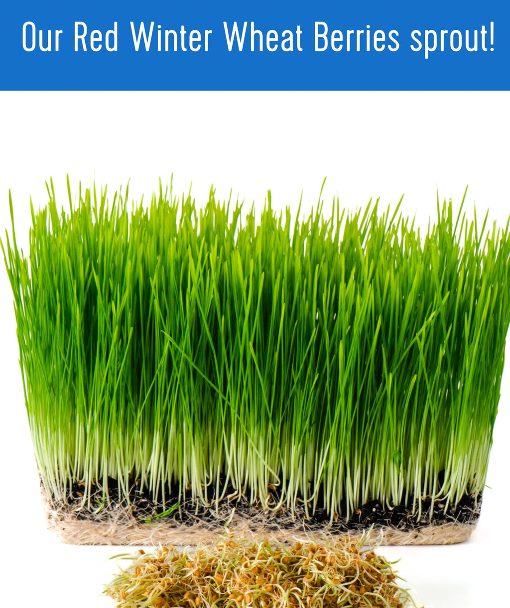 Hard Red Winter Wheat Berries 25 LBS Bag Sproutable Non-GMO Kosher X478239