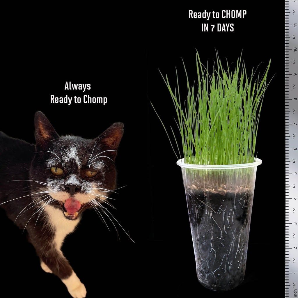 Cat Grass Seed 24 Pots 6 Days Non-GMO U288660